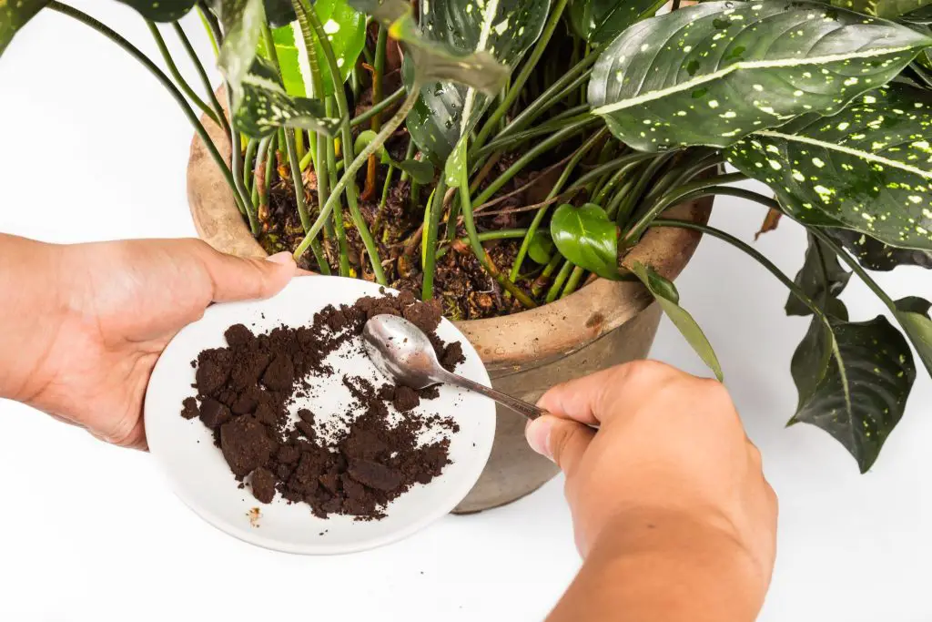 Cómo hacer un fertilizante natural con café: el remedio natural y eficaz – Mis Consejos Jardinería