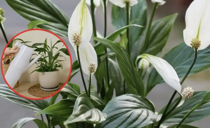 Cómo hacer un fertilizante natural: el método con aloe y cúrcuma. – Mis Consejos Jardinería