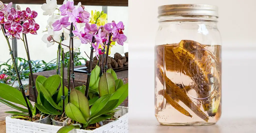 Cómo hacer un fertilizante natural: el método con cáscara de plátano. – Mis Consejos Jardinería