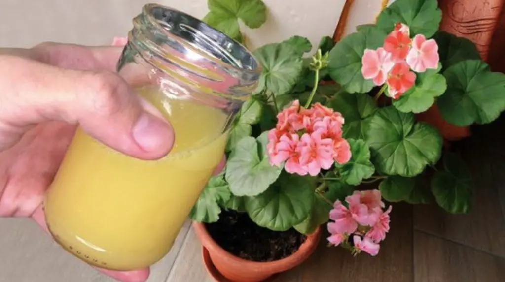 Cómo hacer un fertilizante natural: el método con piña. – Mis Consejos Jardinería