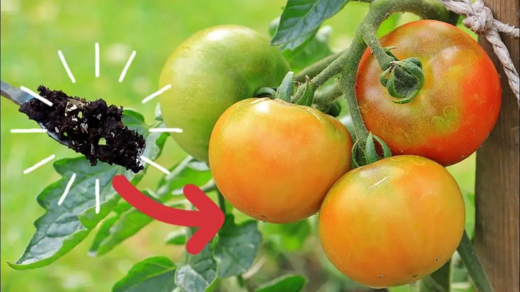 Cómo hacer un fertilizante natural para plántulas de tomate. – Mis Consejos Jardinería