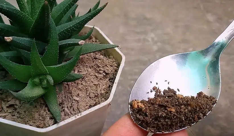 Cómo hacer un fertilizante natural perfecto para suculentas y cactus – Mis Consejos Jardinería