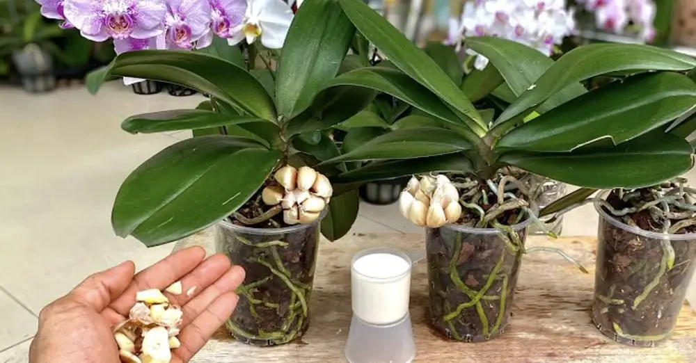 Cómo hacer un fertilizante natural y efectivo para orquídeas. – Mis Consejos Jardinería