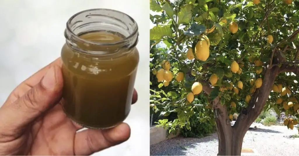 Cómo hacer un fertilizante para la planta de limón: para cuidarla y alimentarla mejor. – Mis Consejos Jardinería