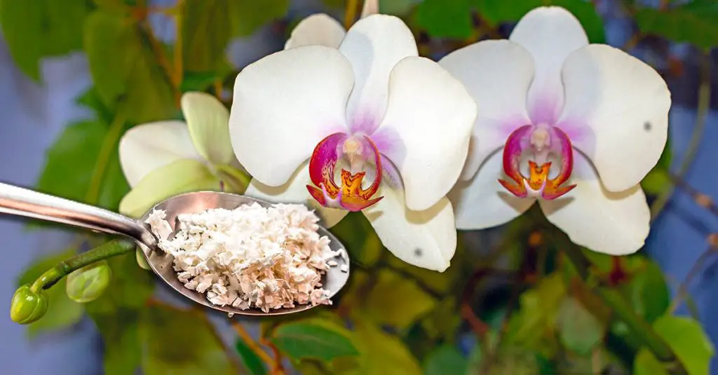 Cómo hacer un fertilizante para orquídeas: el método con cáscaras de huevo. – Mis Consejos Jardinería
