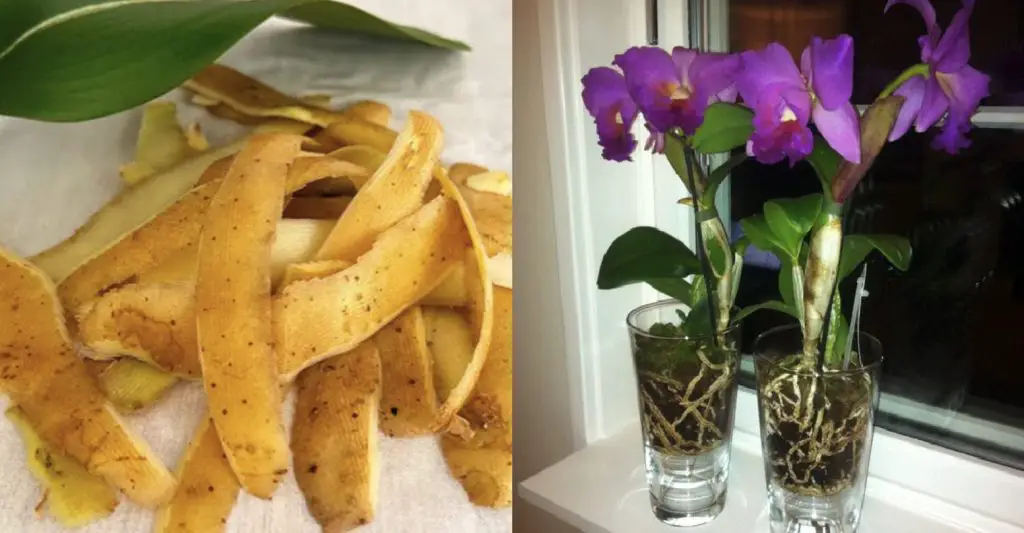 Cómo hacer un fertilizante para orquídeas en casa. – Mis Consejos Jardinería