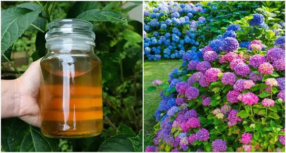Cómo hacer un fertilizante para plantas con flores. – Mis Consejos Jardinería