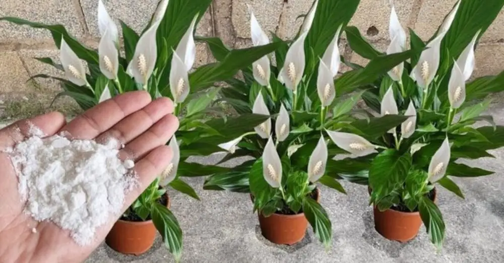 Cómo hacer un fertilizante para plantas: el método con el desperdicio de alimentos. – Mis Consejos Jardinería