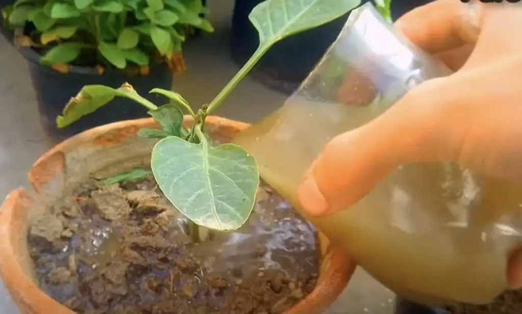 Cómo hacer un fertilizante para plantas: el método con solo ingredientes naturales. – Mis Consejos Jardinería