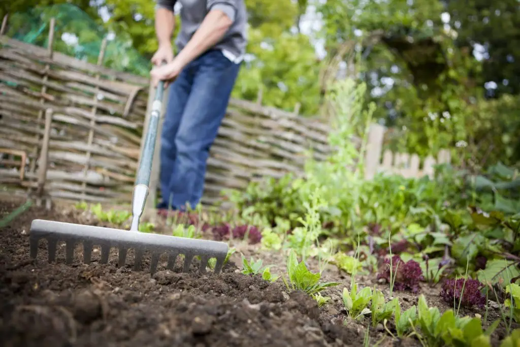 Cómo hacer un huerto desde cero, desde la preparación del suelo hasta la siembra. – Mis Consejos Jardinería