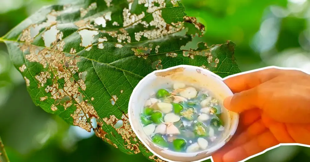 Cómo hacer un pesticida completamente orgánico: 2 ingredientes que no esperas – Mis Consejos Jardinería