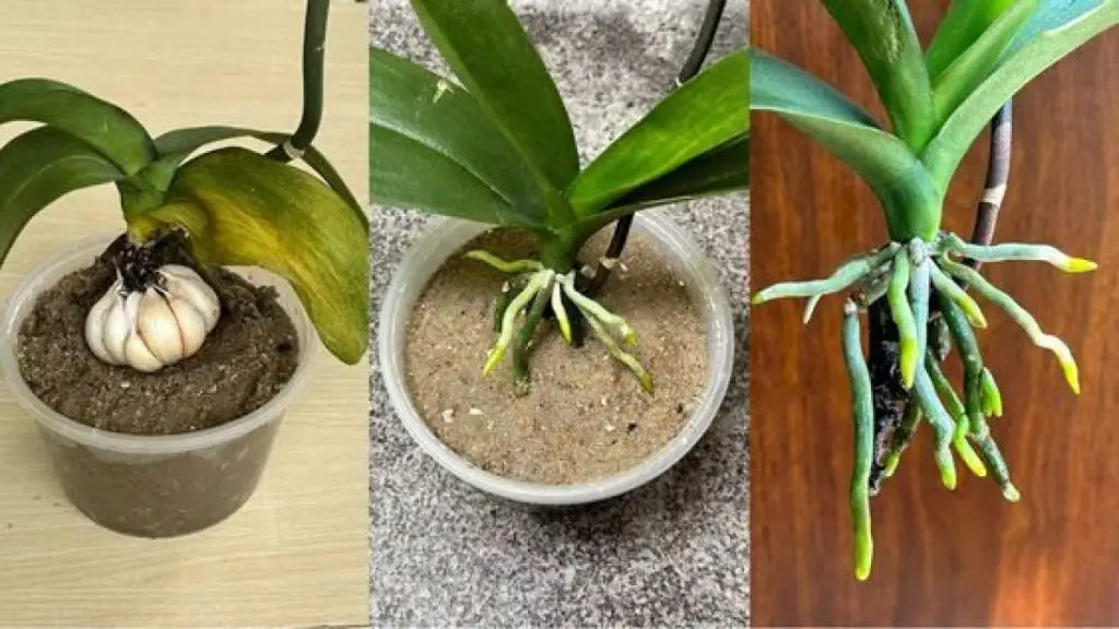 Cómo hacer un pesticida natural para orquídeas. – Mis Consejos Jardinería