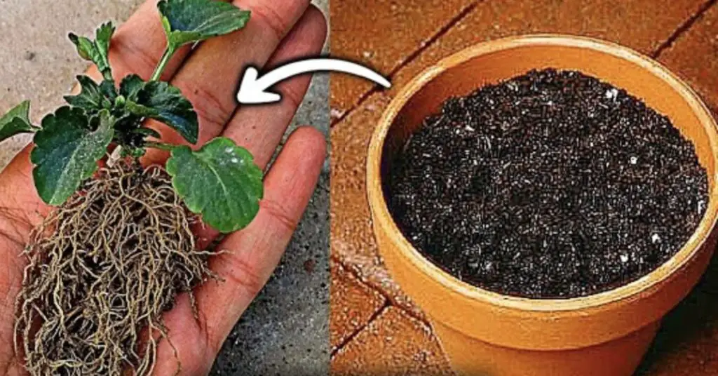Cómo hacer un suelo adecuado para semillas. – Mis Consejos Jardinería