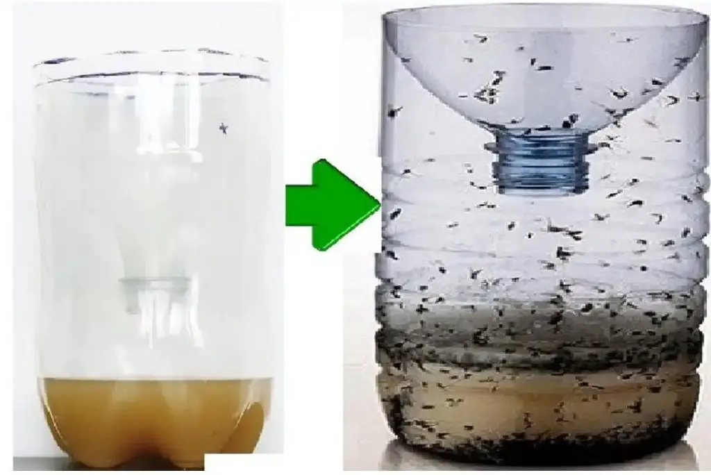 Cómo hacer una súper trampa para mosquitos para tu casa, balcón y jardín – Mis Consejos Jardinería