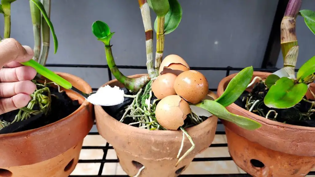 Cómo hidratar las raíces de las orquídeas. – Mis Consejos Jardinería