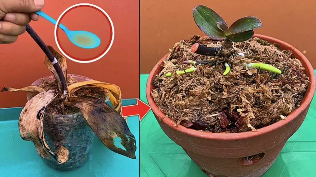 Cómo hidratar las raíces de las plantas antes de trasplantar – Mis Consejos Jardinería
