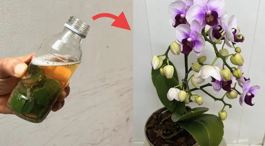 Cómo hidratar las raíces de orquídeas con un ingrediente natural – Mis Consejos Jardinería