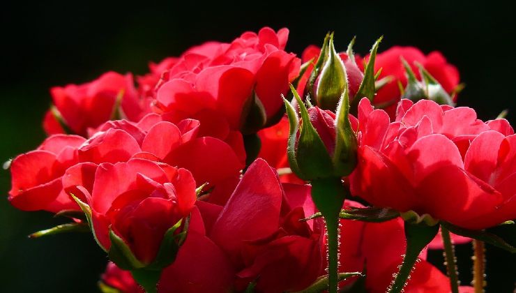 rosas y jardineria
