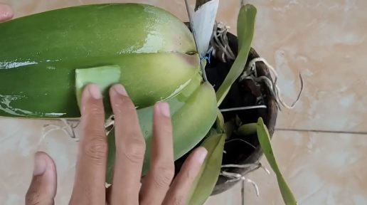Cómo limpiar las hojas de orquídea con un solo ingrediente natural – Mis Consejos Jardinería
