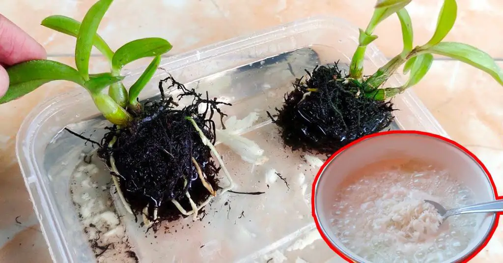 Cómo limpiar las raíces de las plantas: dos ingredientes para mantenerlas sanas y fuertes – Mis Consejos Jardinería