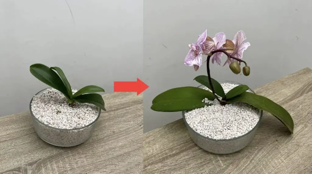 Cómo limpiar y proteger las hojas de orquídea: el método rápido con limón – Mis Consejos Jardinería