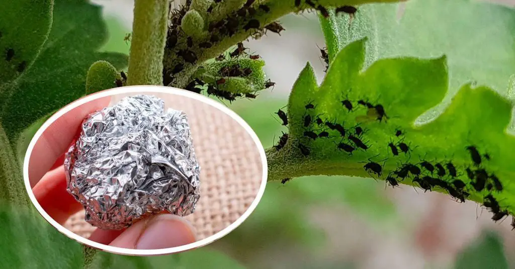 Cómo mantener a los insectos alejados de las plantas – Mis Consejos Jardinería