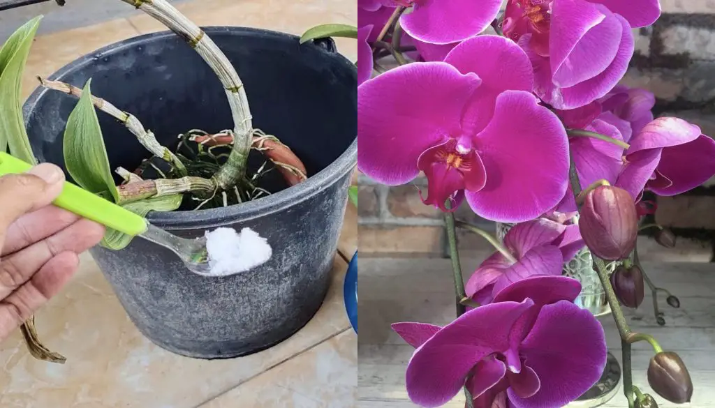 Cómo mantener las orquídeas saludables con sal de Epsom – Mis Consejos Jardinería