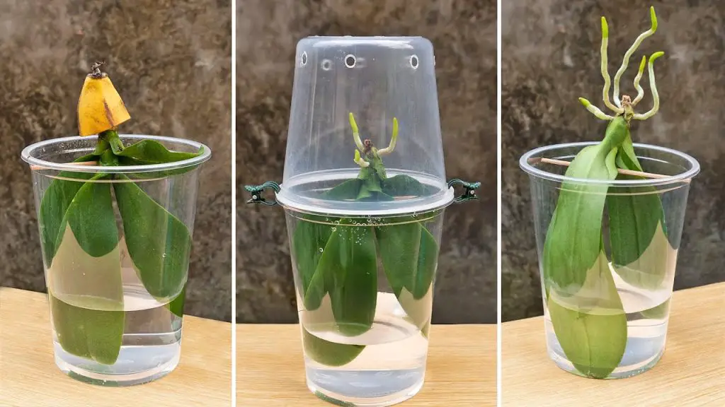 Cómo mantener una orquídea sana y floreciente a lo largo de los años, incluso cuando las hojas comienzan a ponerse amarillas