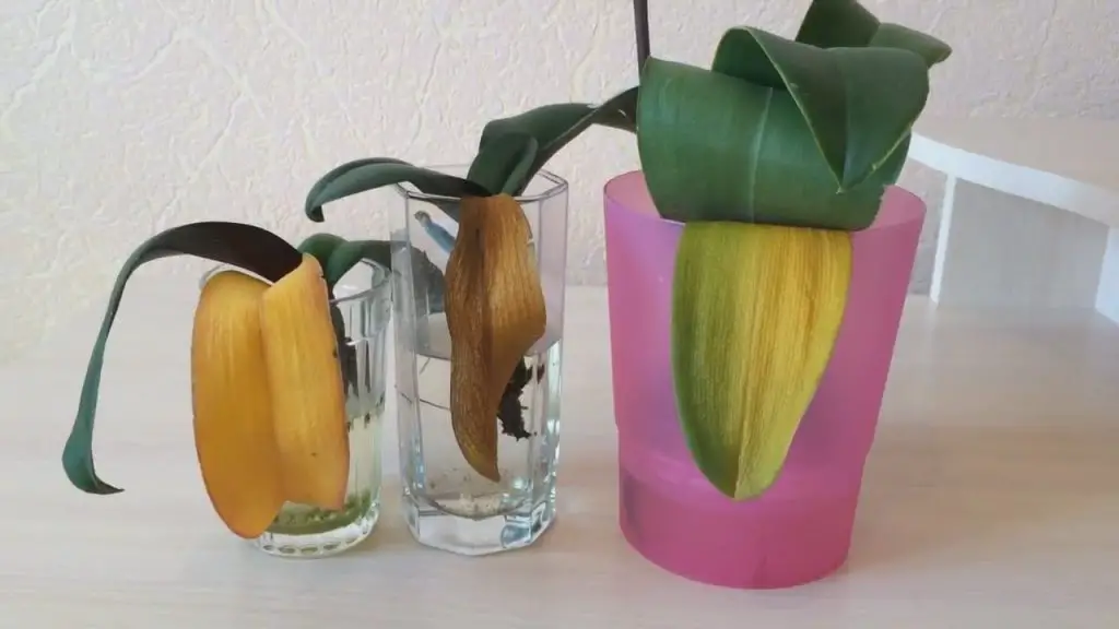 Cómo mantener una orquídea sana y floreciente durante años, incluso si las hojas se están poniendo amarillas – Mis Consejos Jardinería