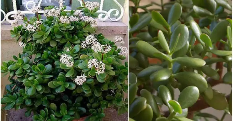 Cómo multiplicar el árbol de jade – Mis Consejos Jardinería