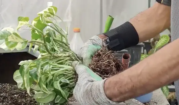 Cómo multiplicar pothos: el método fácil al alcance de todos – Mis Consejos Jardinería
