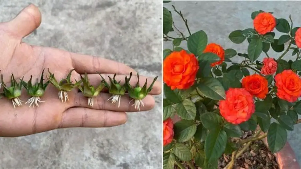 Cómo multiplicar rosas con éxito – Mis Consejos Jardinería