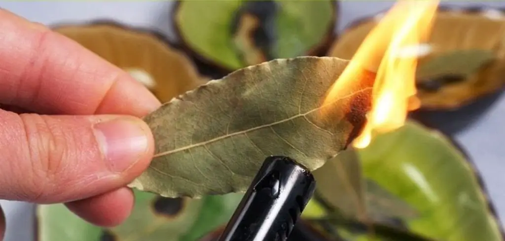 Cómo perfumar tu hogar con tres hojas de laurel – Mis Consejos Jardinería