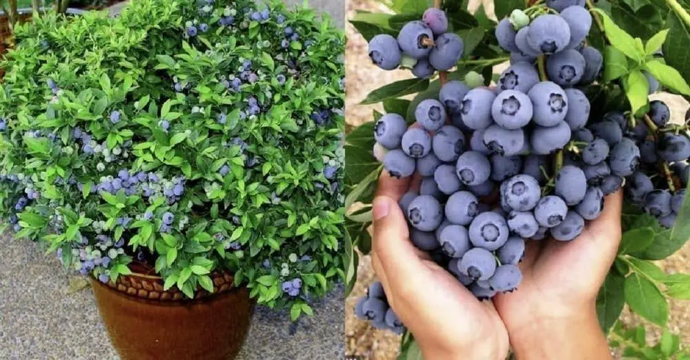 Cómo plantar arándanos en casa para tener un suministro inagotable todo el año – Mis Consejos Jardinería