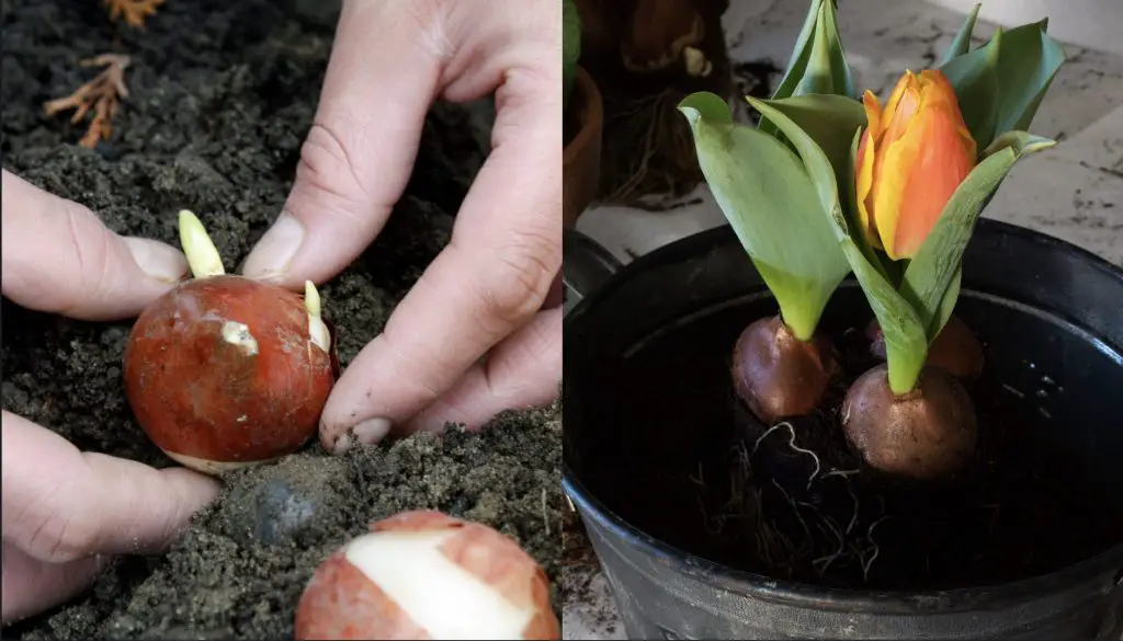 Cómo plantar bulbos de tulipán en invierno: consejos para hacerlo mejor. – Mis Consejos Jardinería