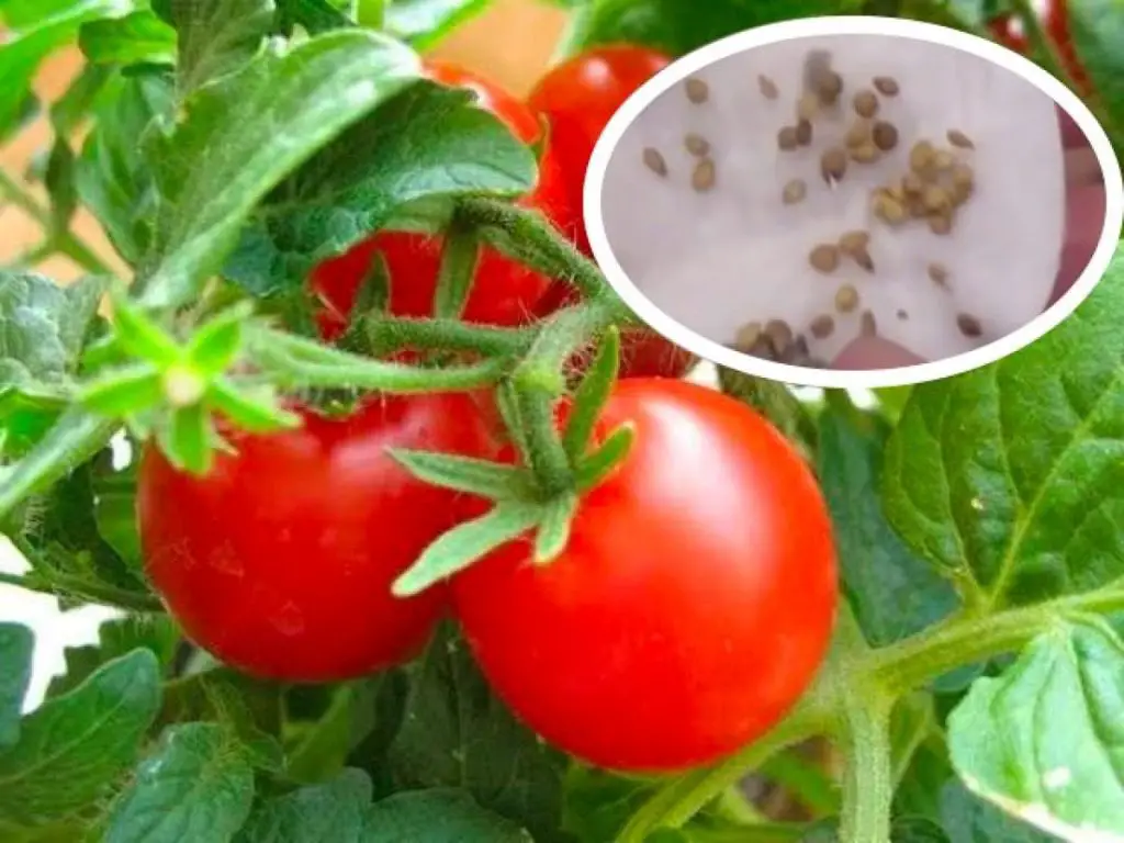 Cómo plantar correctamente las semillas de tomates. – Mis Consejos Jardinería