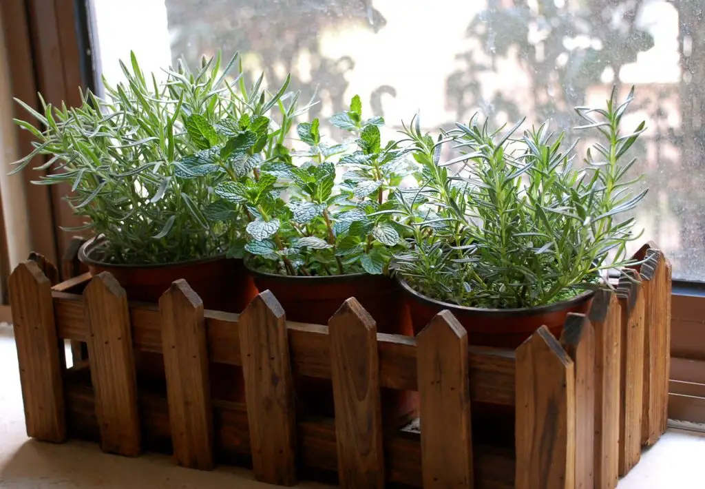 Cómo plantar menta, perejil y romero en casa – Mis Consejos Jardinería