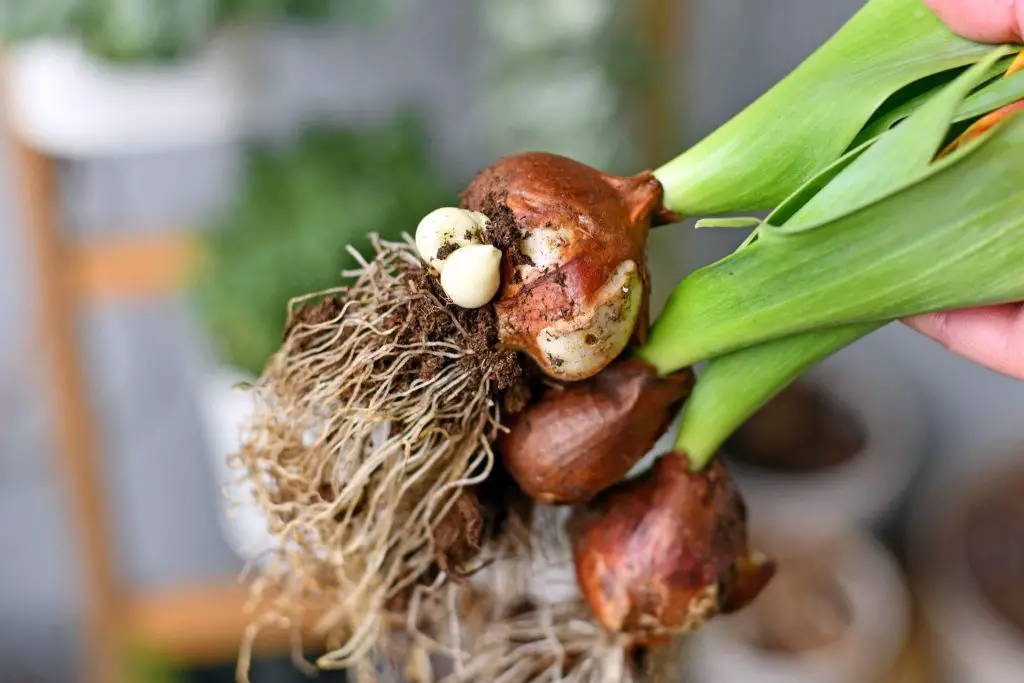 Cómo plantar tulipanes: 2 métodos diferentes posibles – Mis Consejos Jardinería