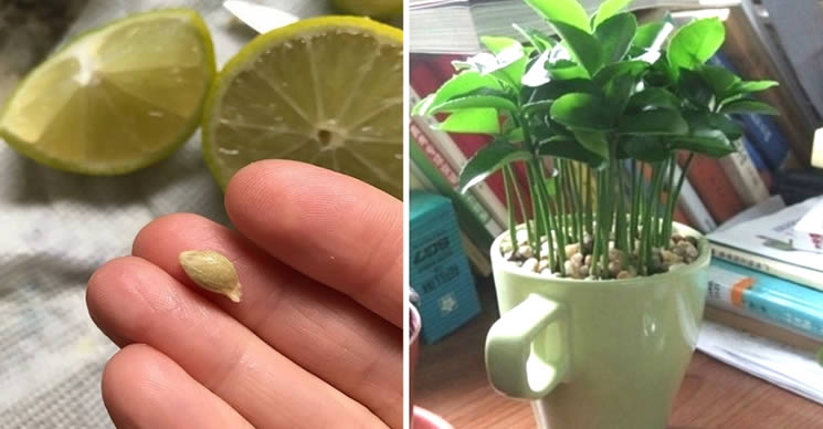 Cómo plantar un limón en una taza para perfumar y decorar tu hogar – Mis Consejos Jardinería