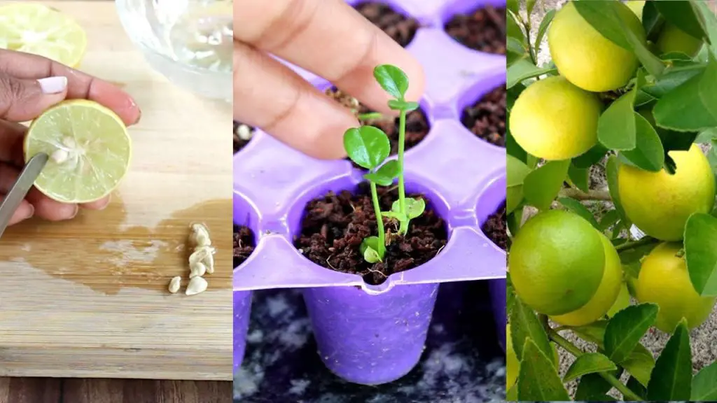 Como plantar un limón en una taza: tu hogar siempre estará fragante – Mis Consejos Jardinería