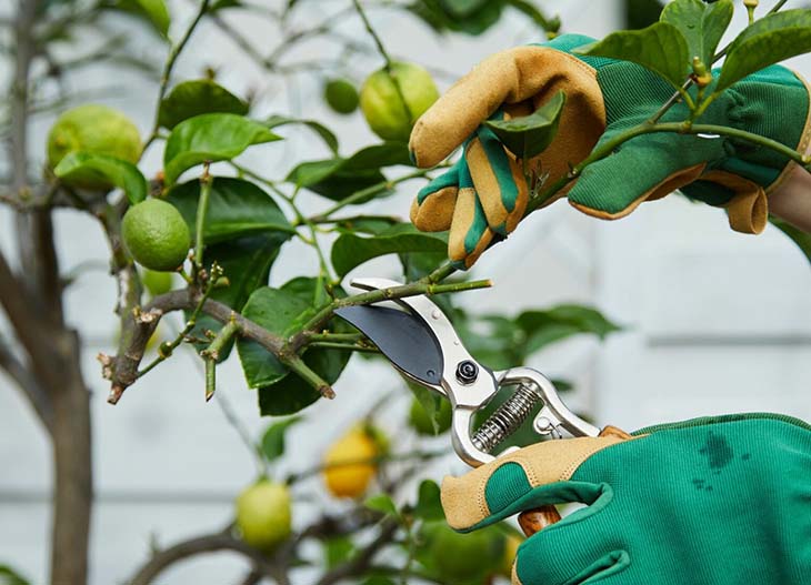 podar un limonero