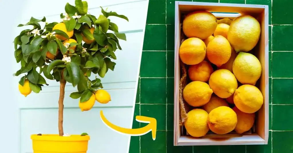 Cómo podar un árbol de limón para obtener más fruta – Mis Consejos Jardinería