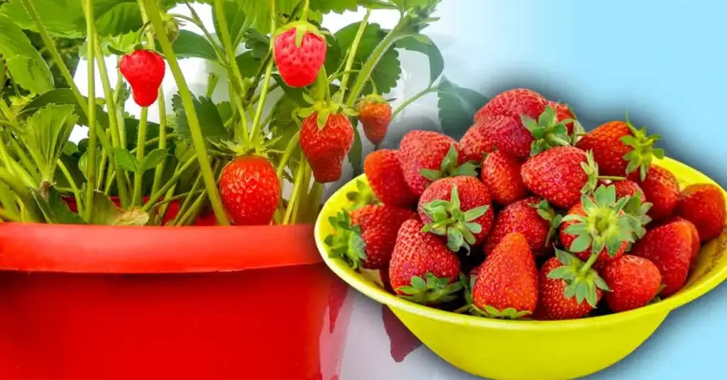 Cómo potenciar la producción de tu planta de fresas y tener 4 veces más fresas – Mis Consejos Jardinería