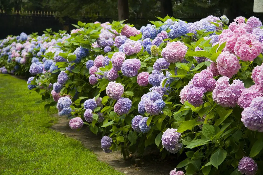 Cómo preparar el jardín para la primavera: las 5 operaciones a realizar. – Mis Consejos Jardinería