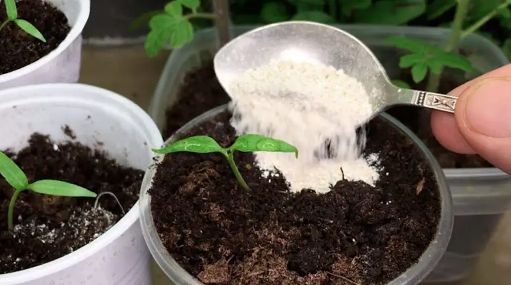 Cómo preparar un fertilizante en casa. – Mis Consejos Jardinería
