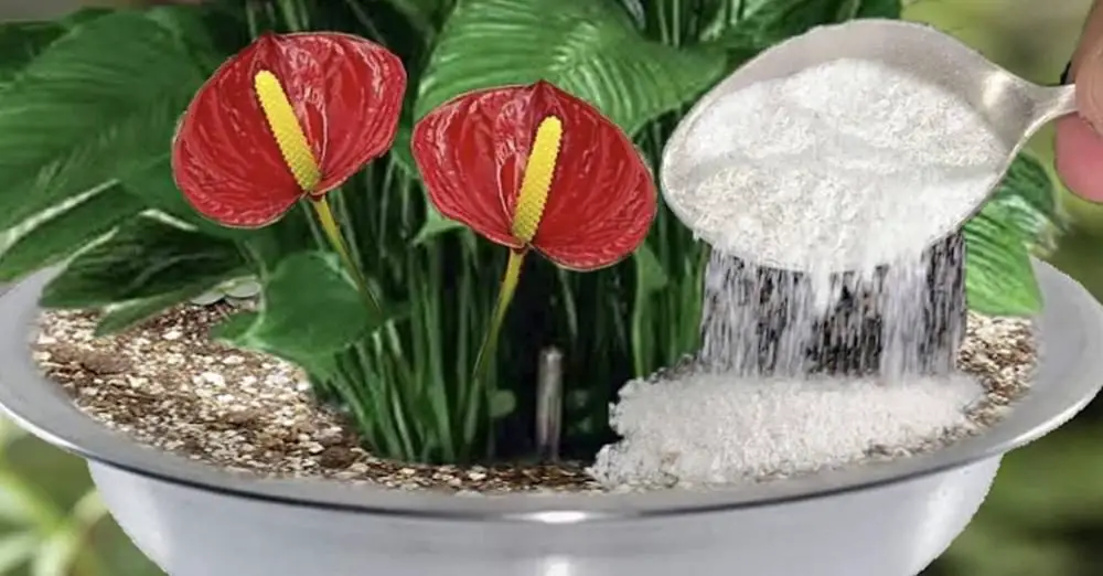 Cómo preparar un fungicida hazlo tú mismo: el remedio con cebollas. – Mis Consejos Jardinería