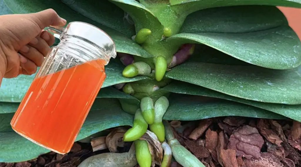 Cómo prevenir las hojas de orquídea amarilla: el método natural y efectivo – Mis Consejos Jardinería