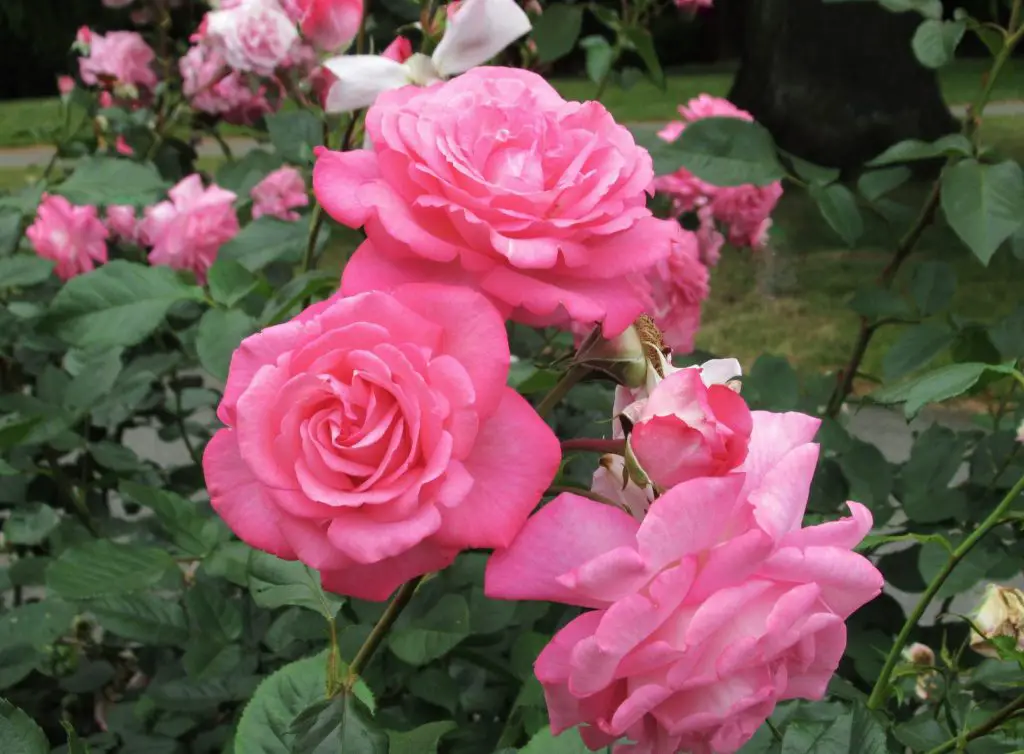 Cómo prolongar la floración de las rosas en maceta. – Mis Consejos Jardinería