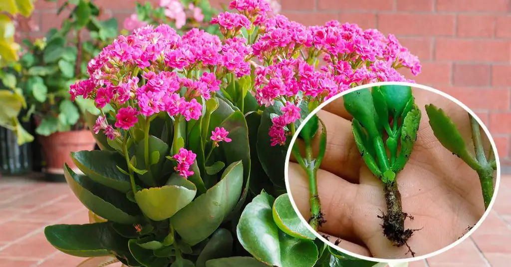 Cómo propagar Kalanchoe: los pasos a seguir – Mis Consejos Jardinería