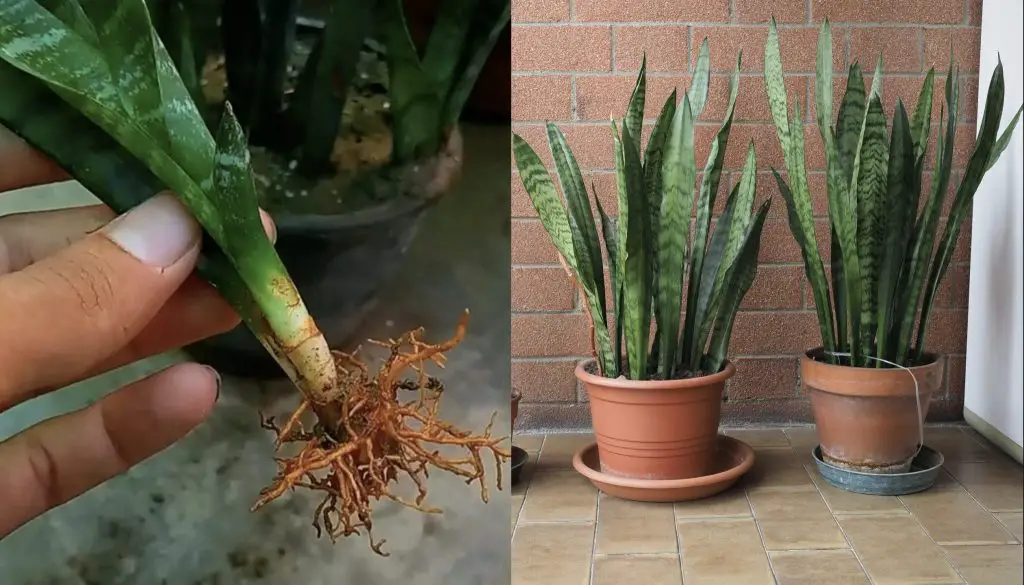 Cómo propagar Sansevieria: dos formas prácticas y rápidas – Mis Consejos Jardinería